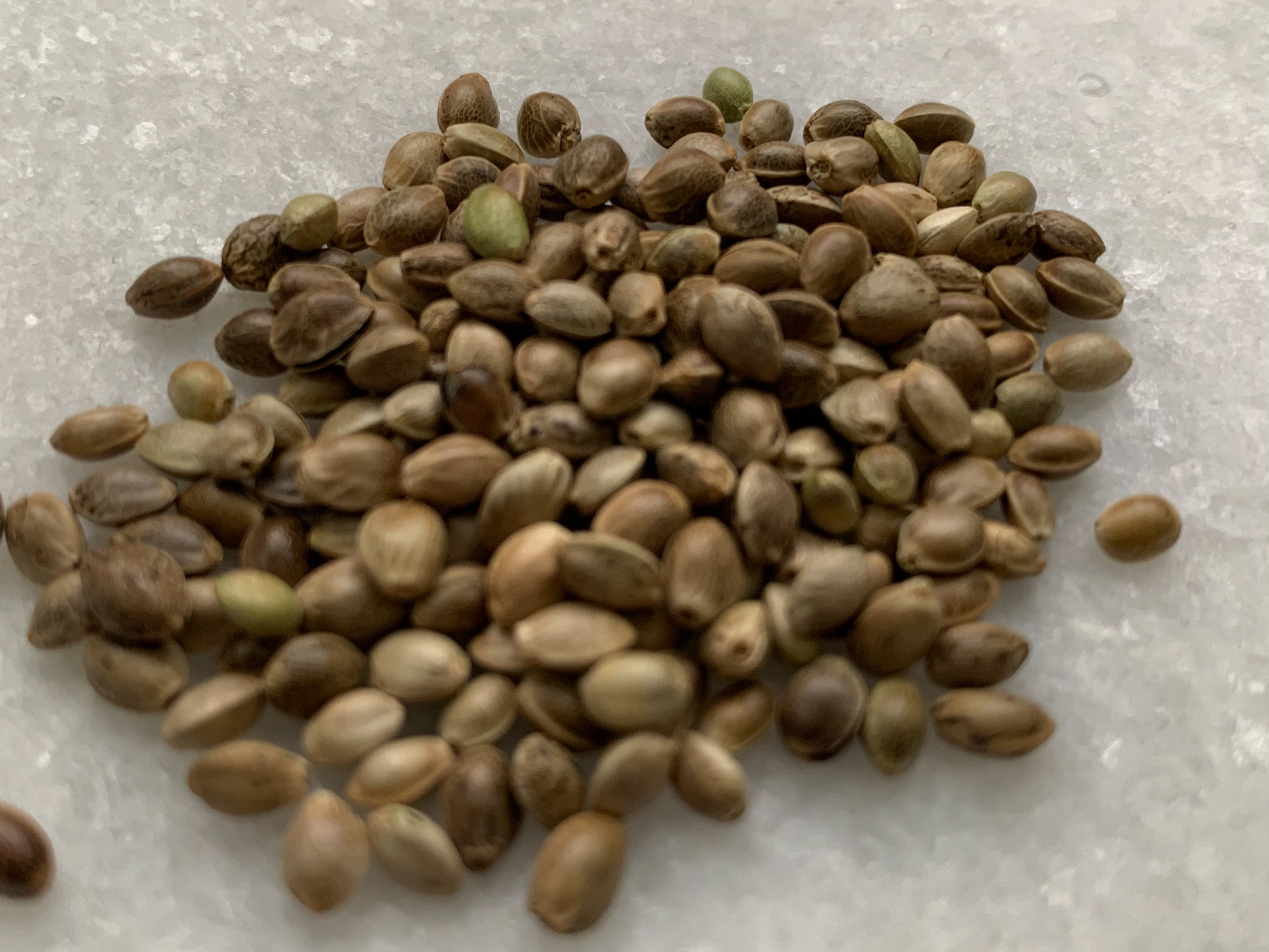 Organic Raw Hemp Seeds